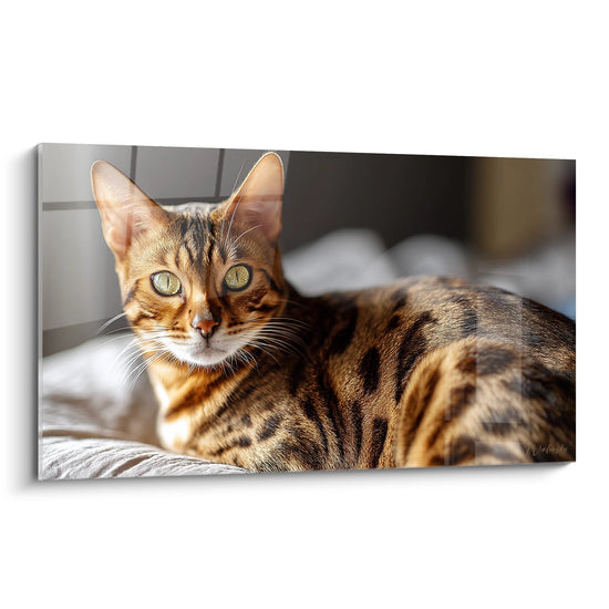 Tableau Chat Bengal Couché - Regard Doré Captivant - Edition chat Sokoke