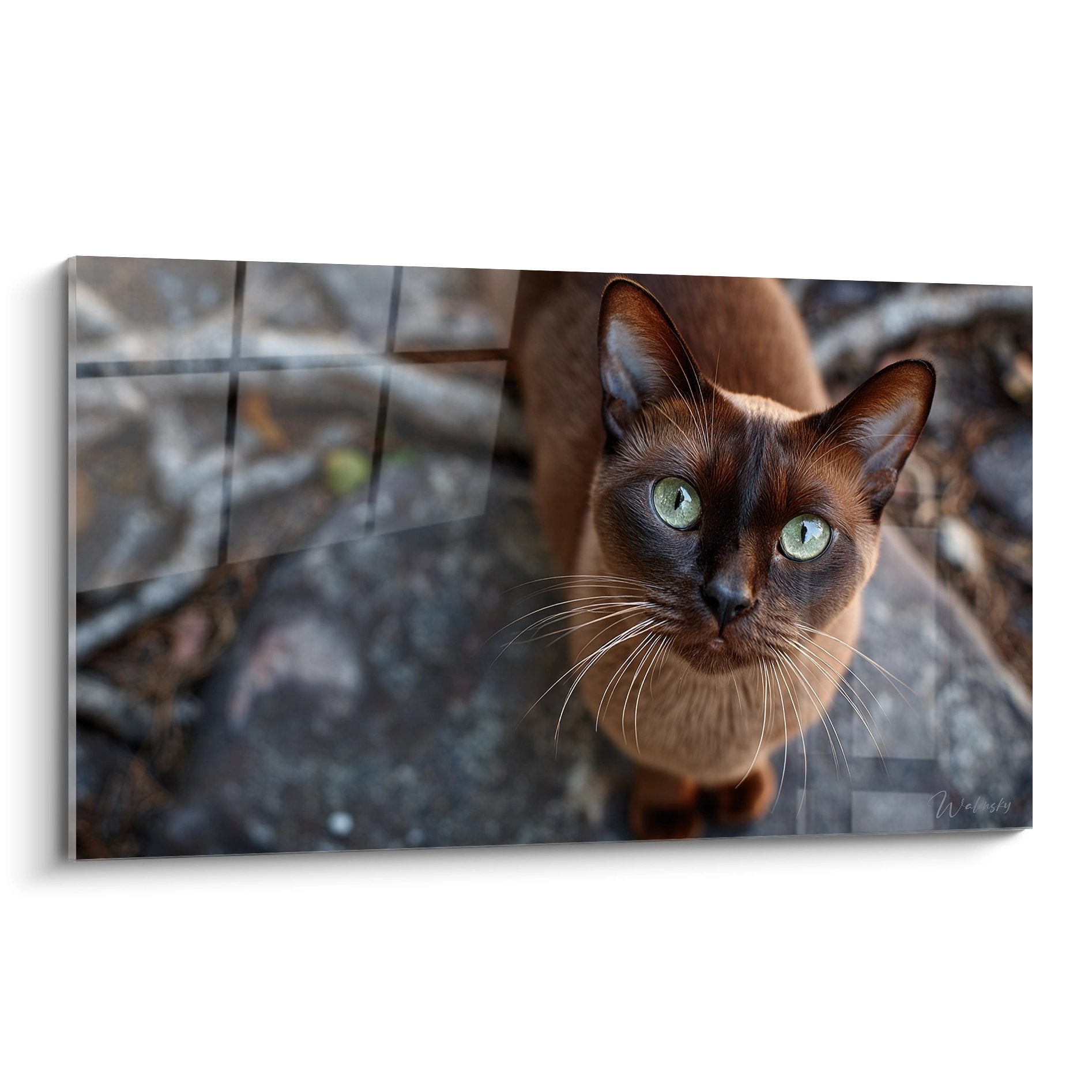 Portrait artistique d'un chat Burmese aux yeux verts perçants regardant vers l'objectif sur fond de carrelage