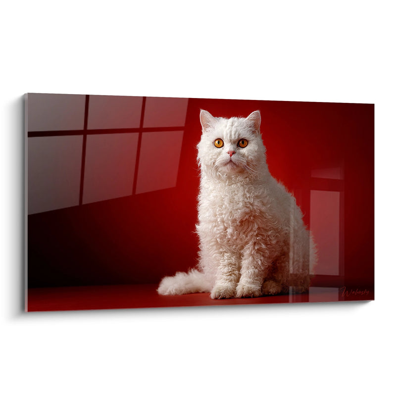 Tableau Chat Selkirk Rex Blanc - Élégance Royale - Edition chat Selkirk Rex