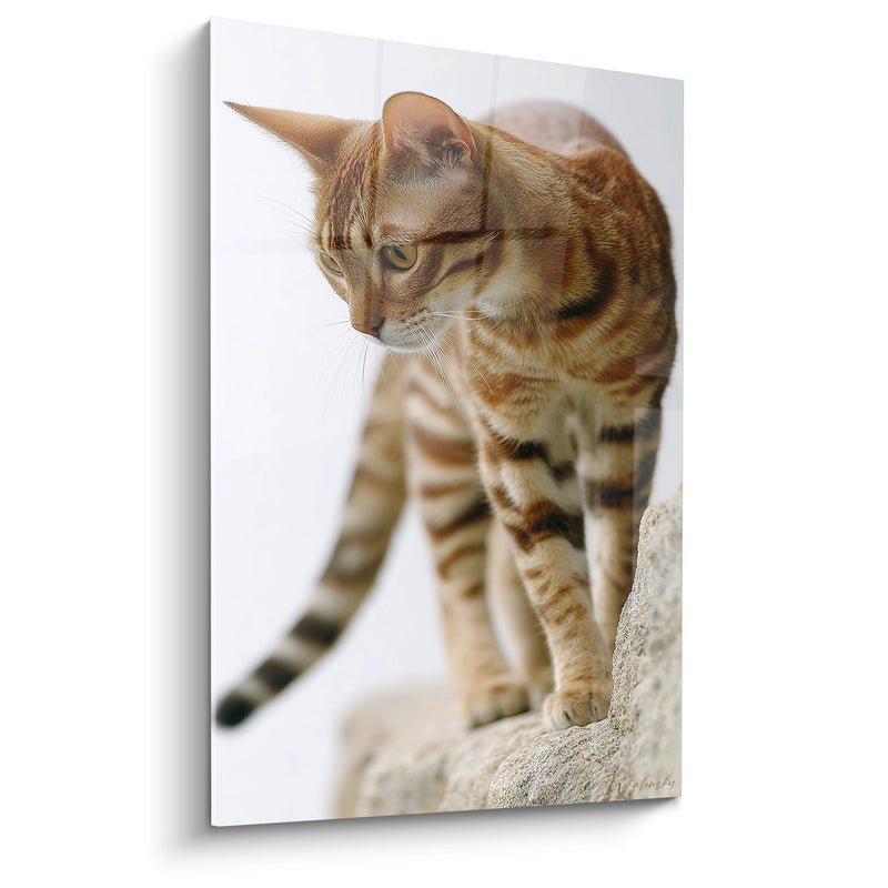 Tabella Chat Sokoke in contemplazione - Grazia felina - Edizione chat Sokoke