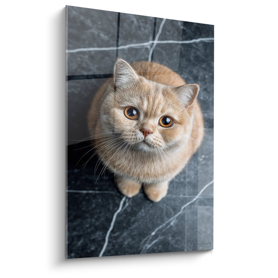 British Shorthair cream cat wall art with golden eyes sitting on black marble, low angle view