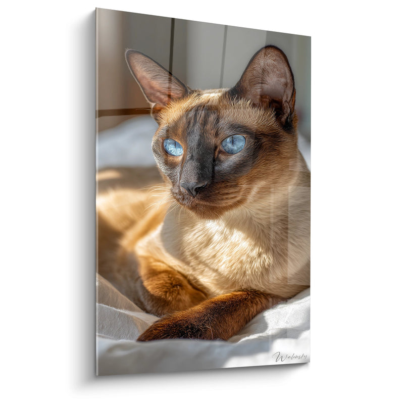 Tavolo Chat Tonchinois con occhi azzurri - sguardo affascinante - Edizione gatto Tonchinese