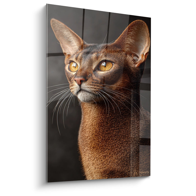 Quadro Tableau Chat Abyssin Ritratto Dorato - Sguardo Intenso - Edizione chat Abyssin