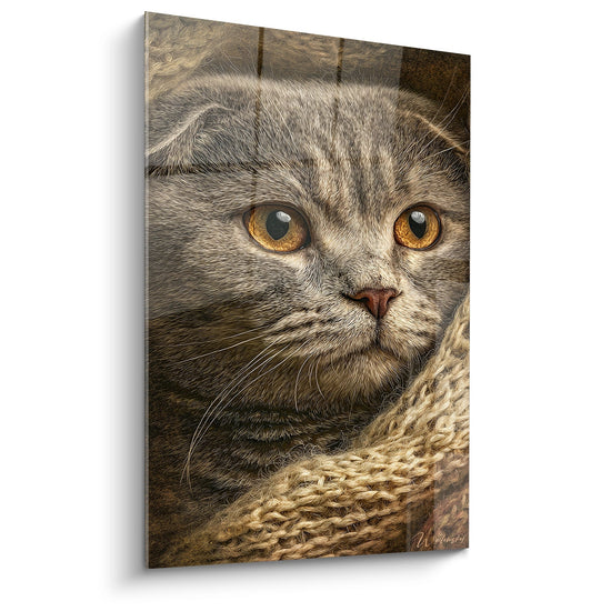 Obraz Kot Szkocki Scottish Fold Złote Oczy - Kotecina Tęsknota - Edycja Kota Szkockiego