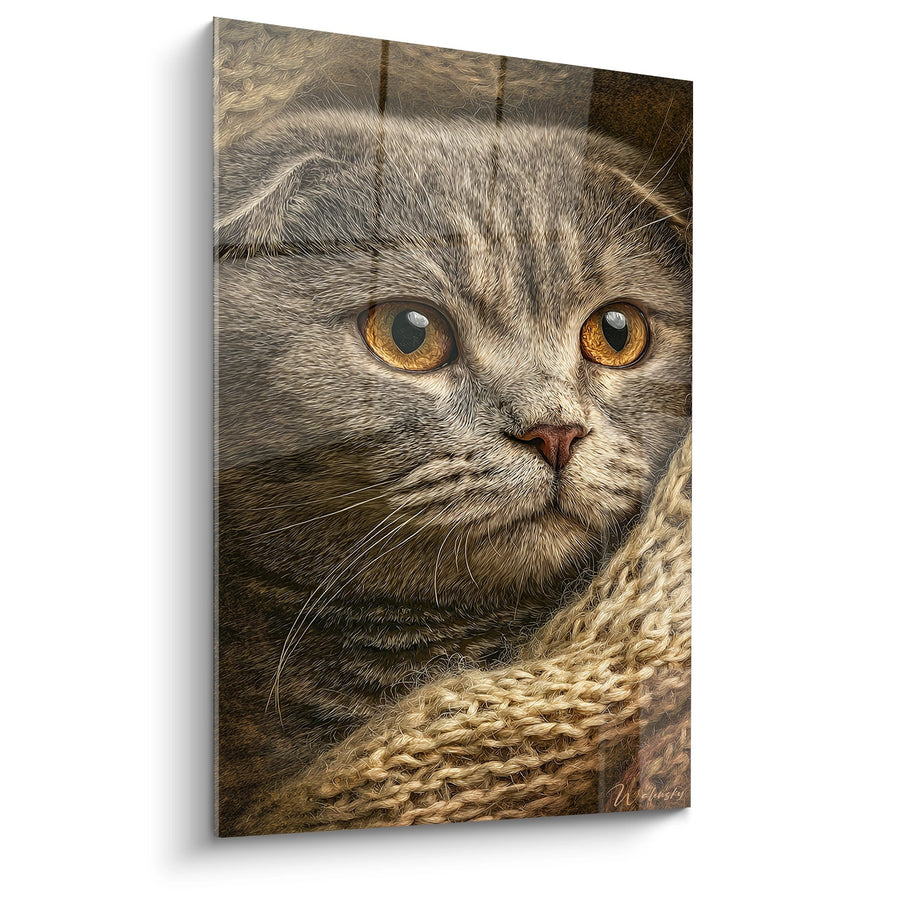 Obraz Kot Szkocki Scottish Fold Złote Oczy - Kotecina Tęsknota - Edycja Kota Szkockiego