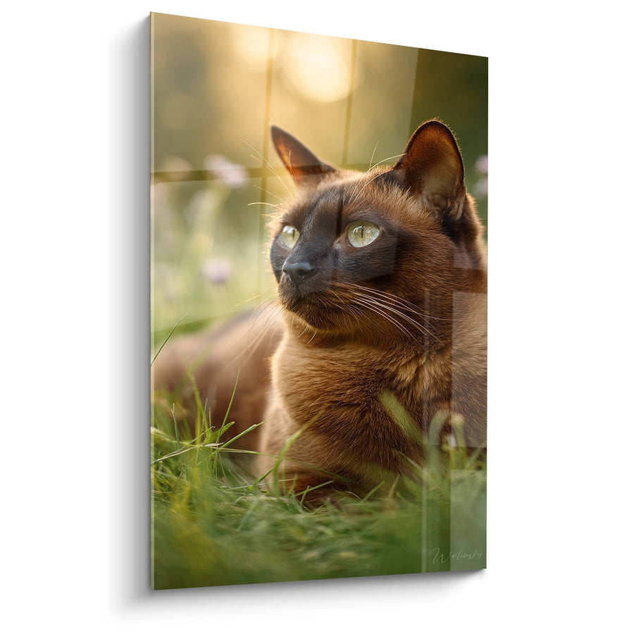Tableau Chat Burmese dans la Lumière Dorée - Sérénité au Soleil Couchant - Edition chat Burmese