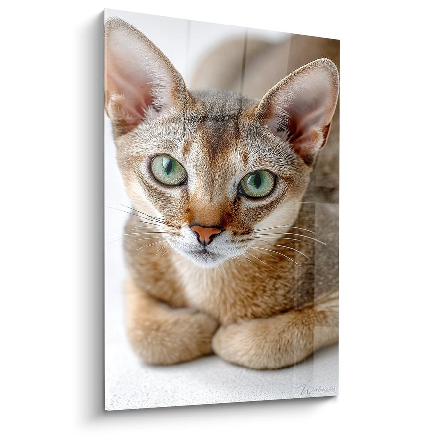 Chat Singapura con occhi verdi - sguardo intenso - Edizione chat Singapura
