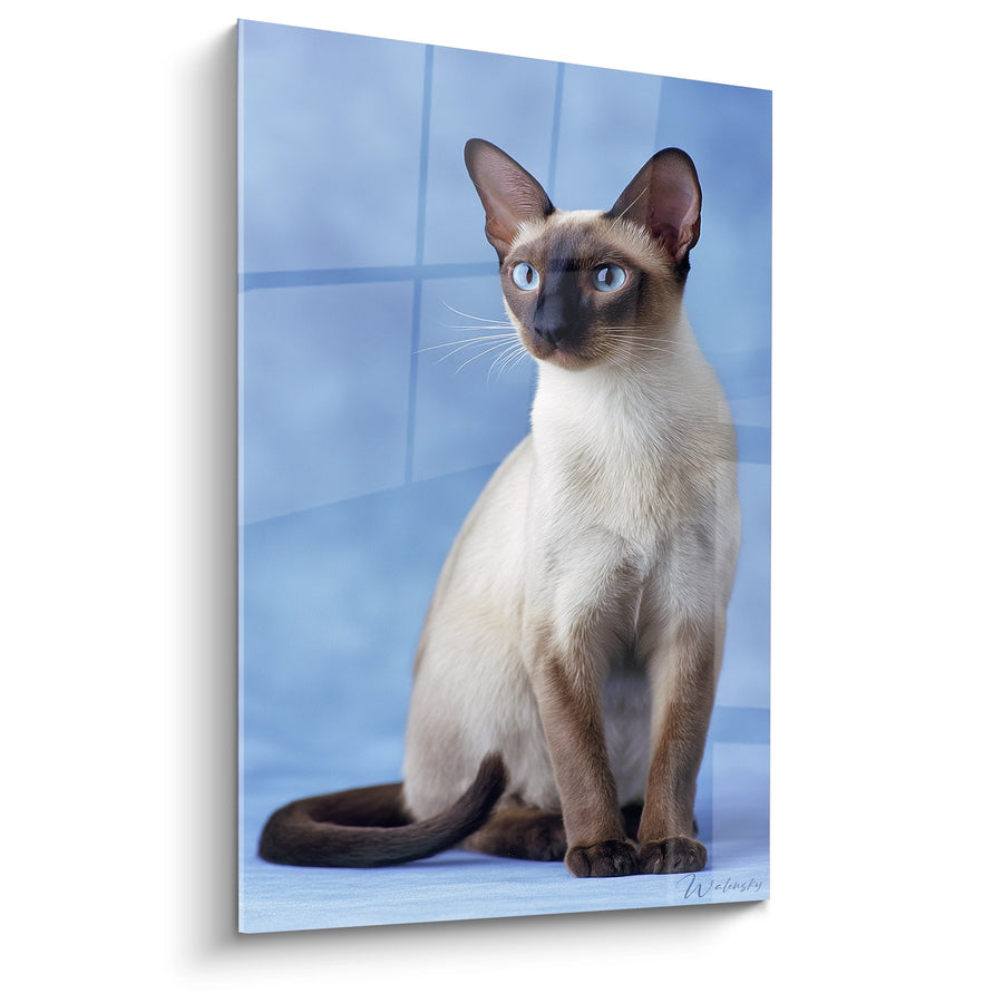 Tableau Chat Tonkinois Yeux Bleus - Portrait Élégant - Edition chat Tonkinese