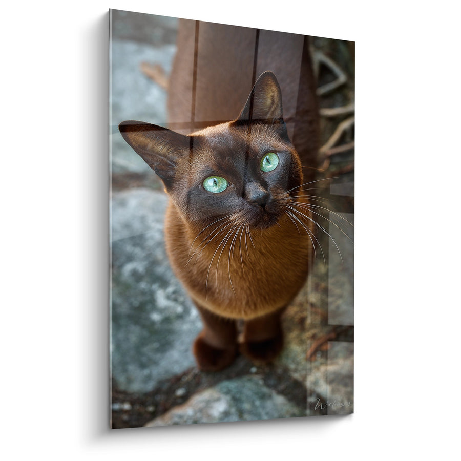 Tableau Chat Burmese Yeux Verts - Portrait Captivant - Edition chat Burmese