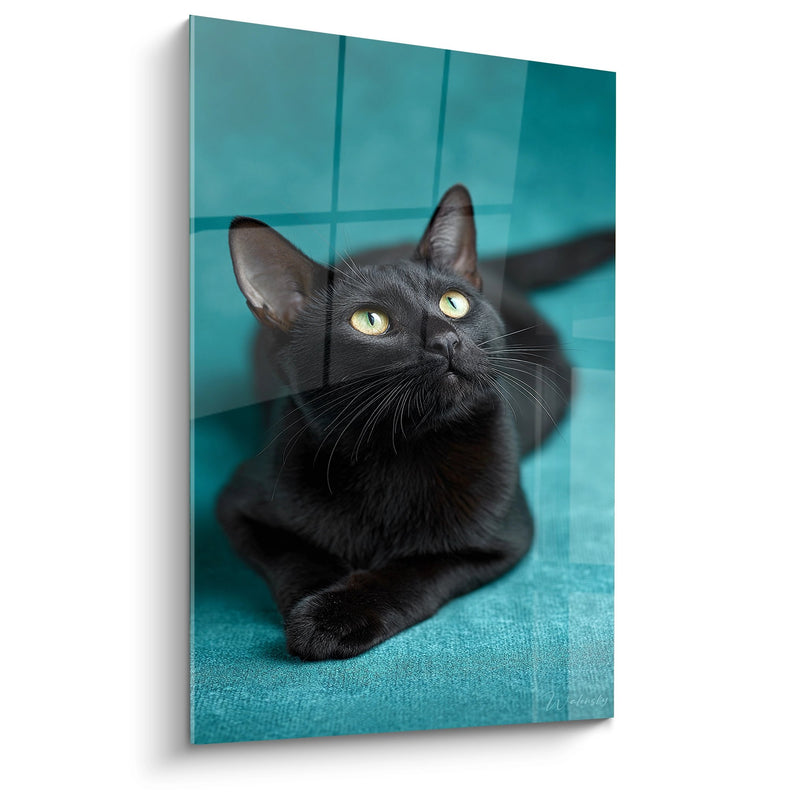 Schwarze Bombay-Katze mit goldenen Augen - Mysteriöser Blick - Bombay-Katzen-Edition