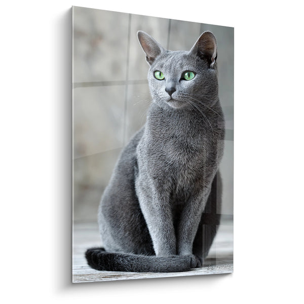 Cuadro Gato Burmilla con Ojos Verdes - Elegancia Plateada - Edición gato Burmilla