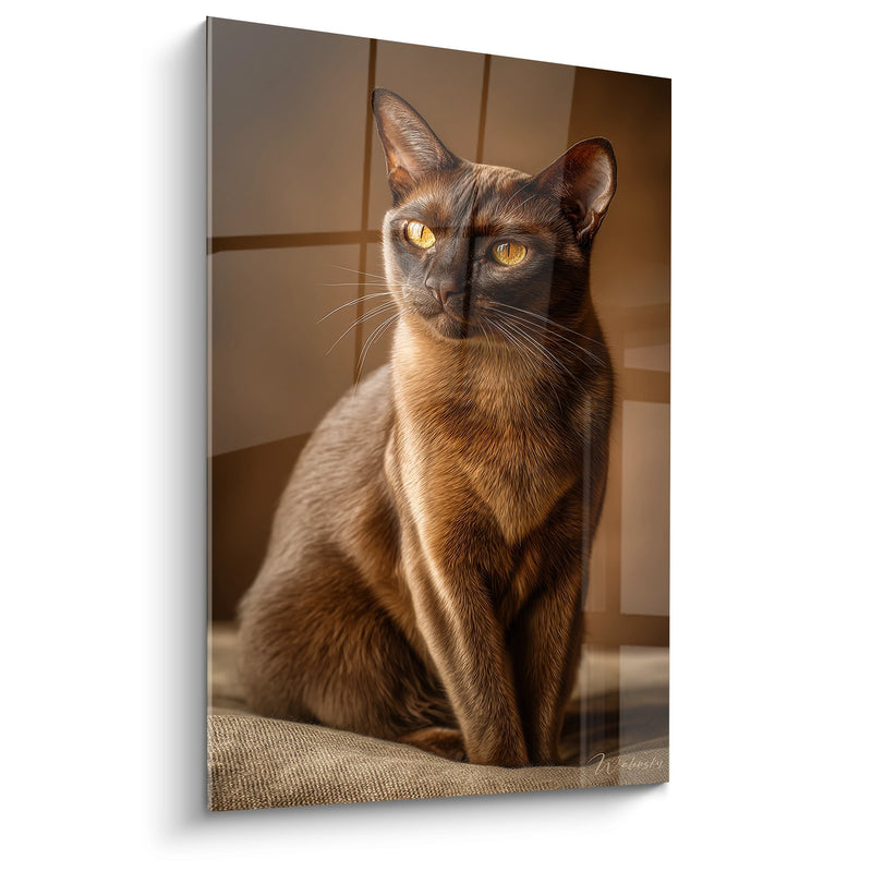 Tabella Chat Birmano Elegante - Ritratto Dorato - Edizione chat Birmano