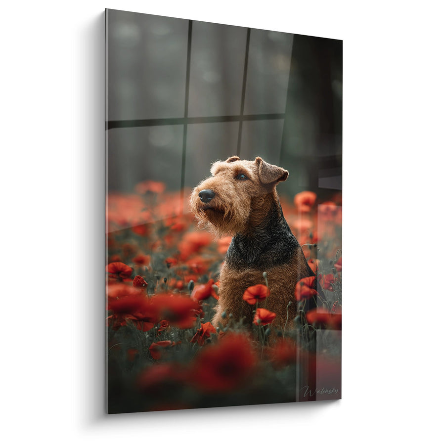 Tableau Chien aux Yeux Bleus dans un Champ de Coquelicots Rouges - Regard Serein - Edition Airedale Terrier