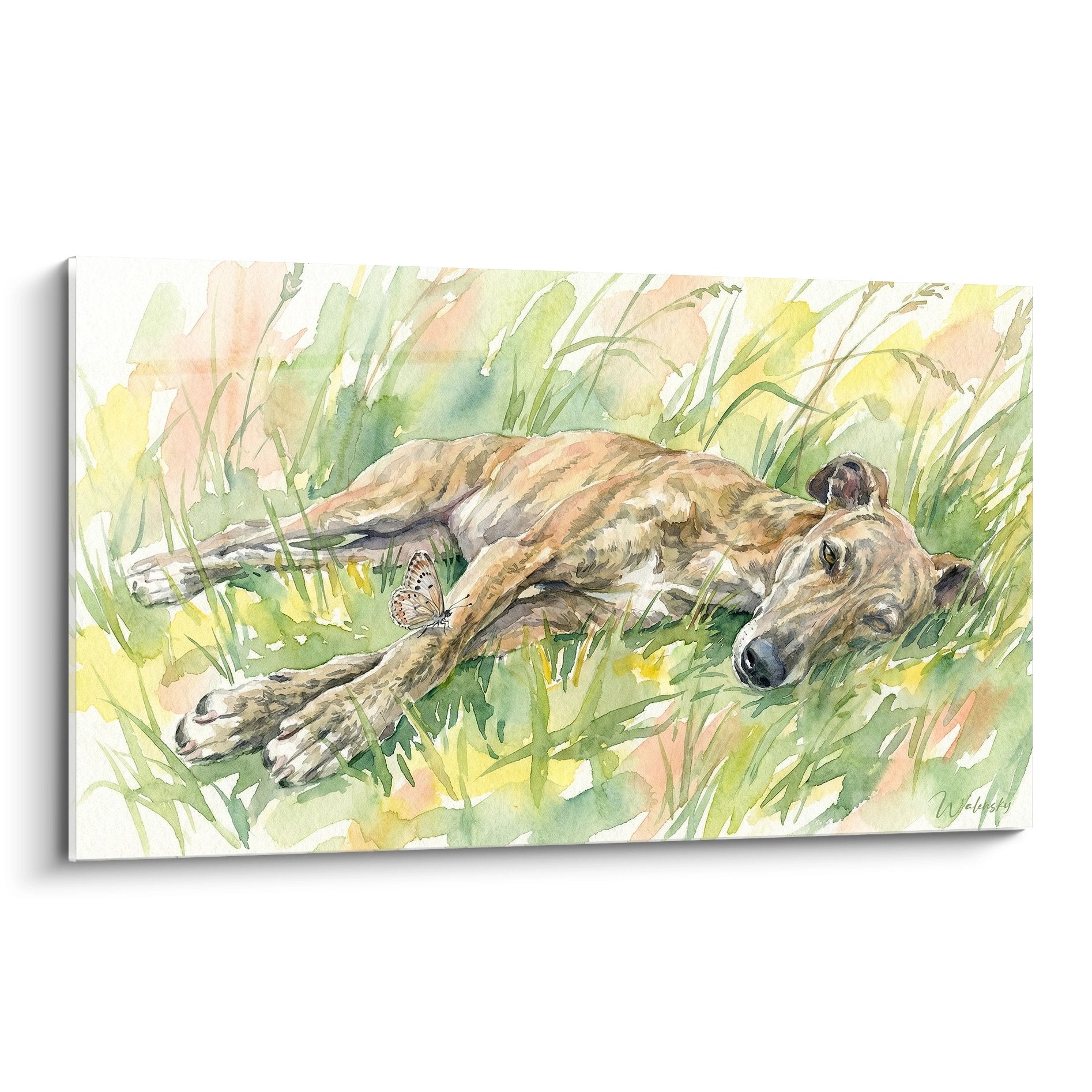 Aquarelle levrier greyhound allonge herbe verte papillon pattes nature repos campagne tons ocre