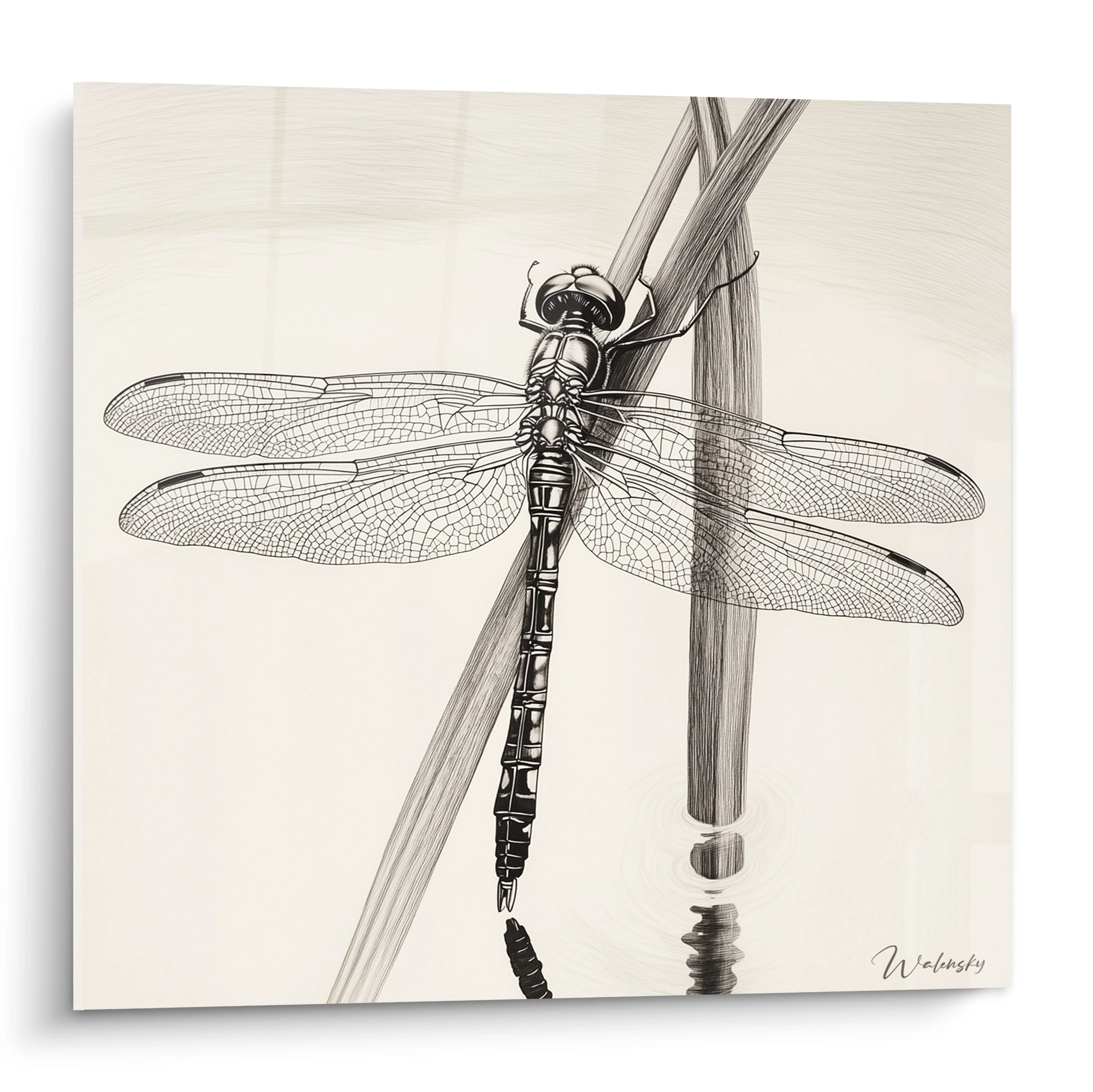 Tableau libellule en noir et blanc par Walensky avec détails fins sur ailes et surface de l'eau