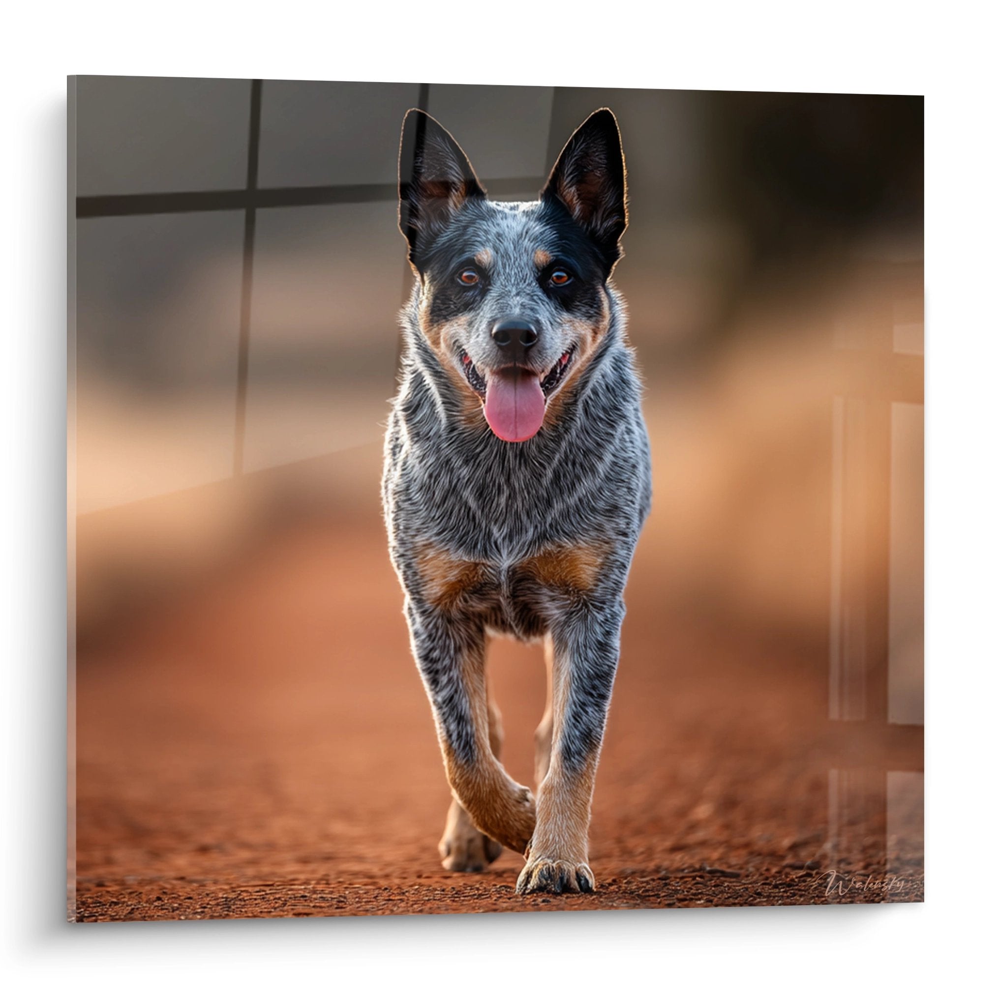 Portrait Australian Cattle Dog bleu merle en mouvement langue rose sur fond dore tableau mural