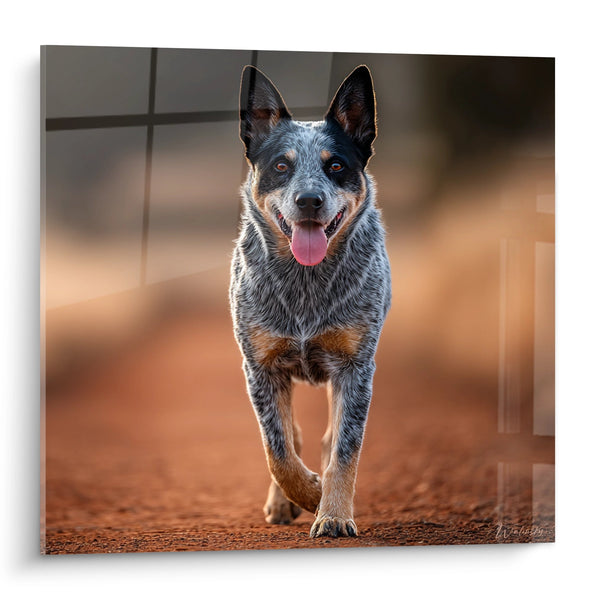 Hundegemälde Blaumeliert in Bewegung mit rosa Zunge - Dynamisches Porträt - Australian Cattle Dog Edition