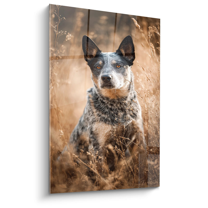 Gemälde Gefleckter Hund mit bernsteinfarbenen Augen in goldenen Gräsern - Herbstporträt - Australian Cattle Dog Edition