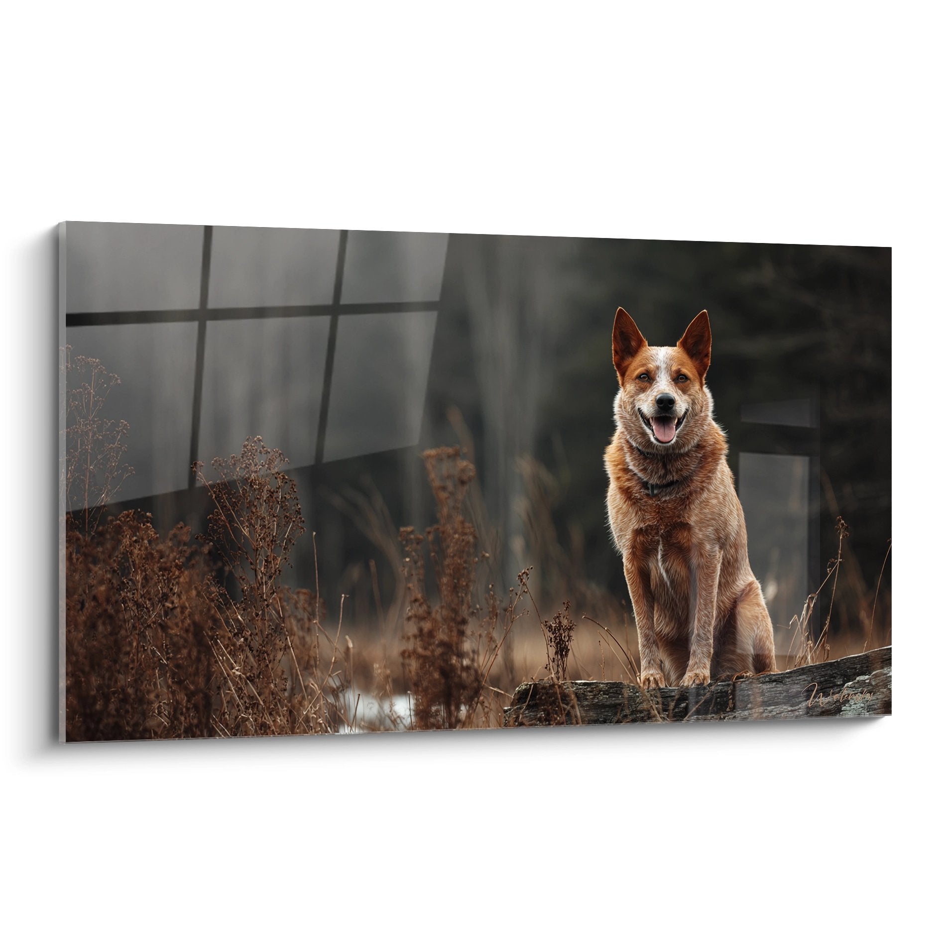 Portrait d'Australian Cattle Dog roux assis sur tronc dans vegetation doree lumiere automnale chaleureuse