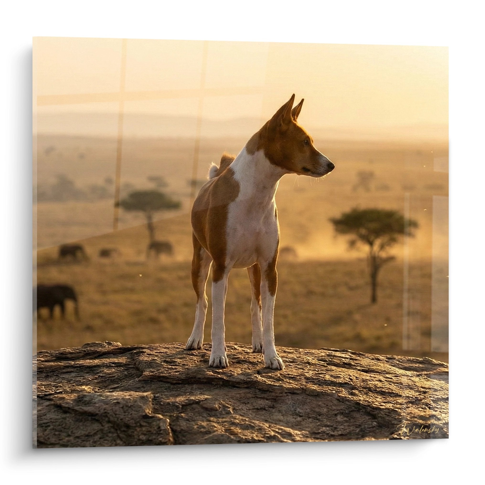 Brown and white Basenji standing on rock contemplating African savanna sunset with golden tones