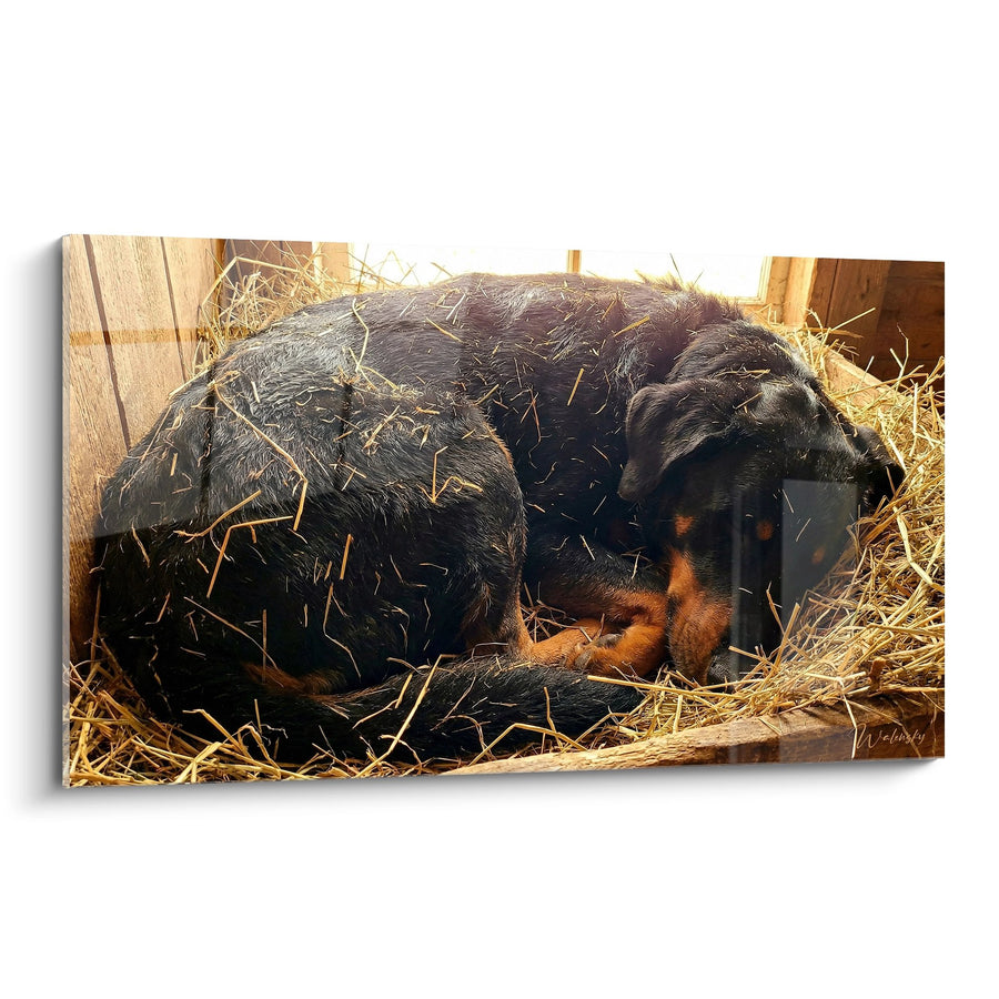 Tableau Beauceron Endormi dans la Paille Dorée - Repos Champêtre - Edition Beauceron