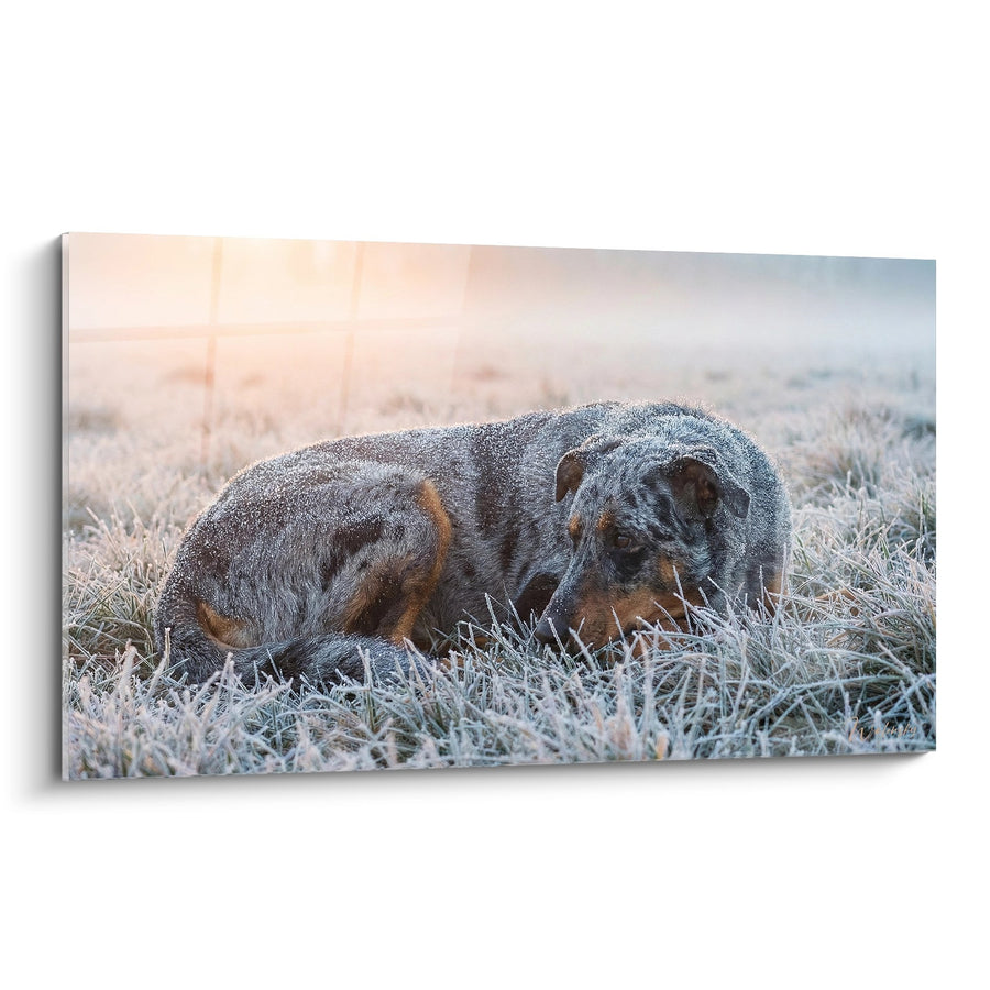 Gemälde Liegender Hund auf gefrostete Wiese bei Sonnenaufgang - Zarte Morgenliebe - Beauceron-Edition