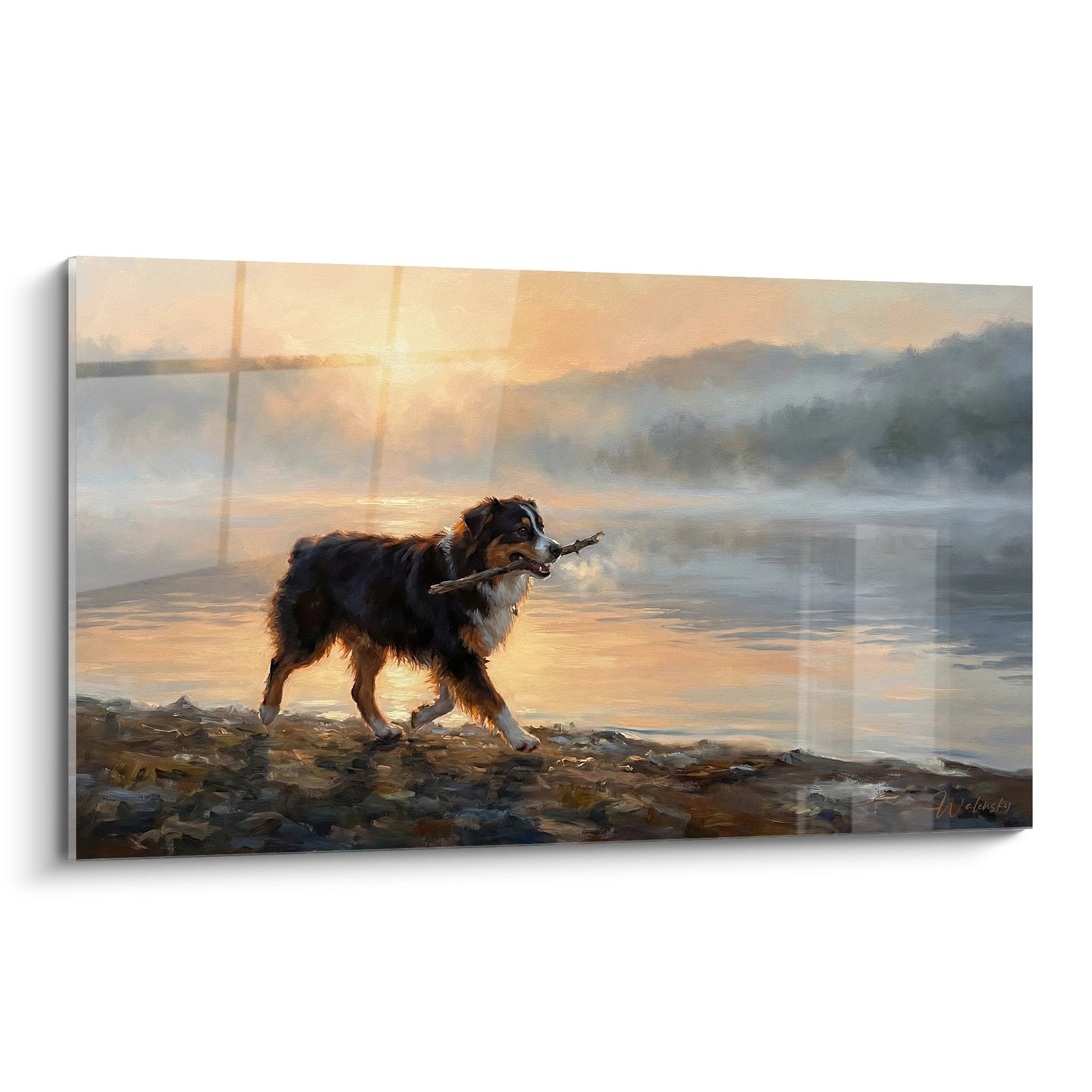 berger americain miniature tricolore tenant baton au bord lac coucher soleil reflets dores montagnes brume