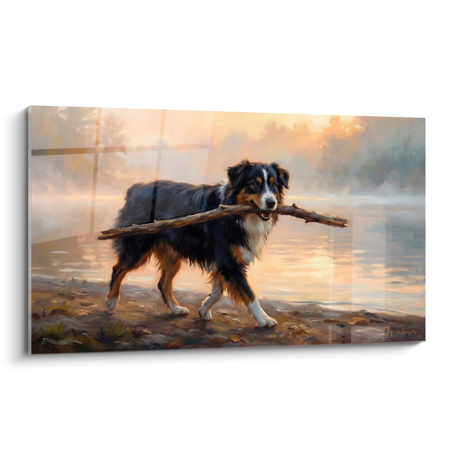 Berger australien miniature tricolore tenant un baton au coucher du soleil au bord de l eau avec reflets dores