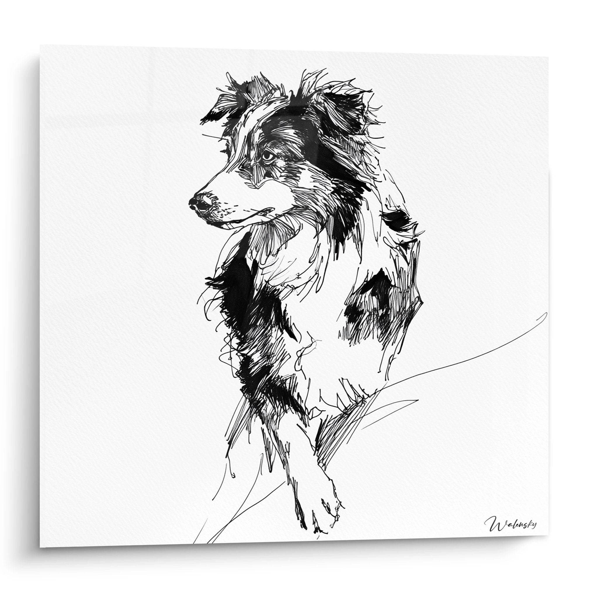 Black and white sketch portrait of Australian Shepherd with expressive gaze and loose artistic strokes