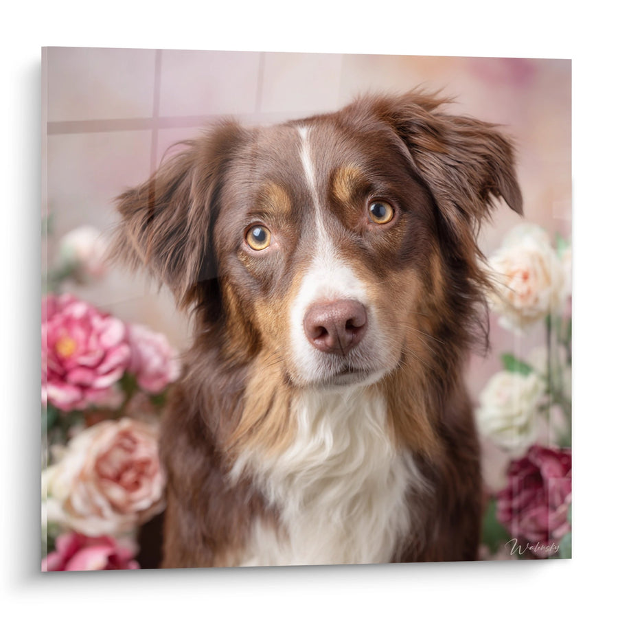 Tableau Berger Australien aux Yeux Dorés sur Fond de Fleurs Roses - Portrait Canin Romantique - Edition Tableau Berger Australien