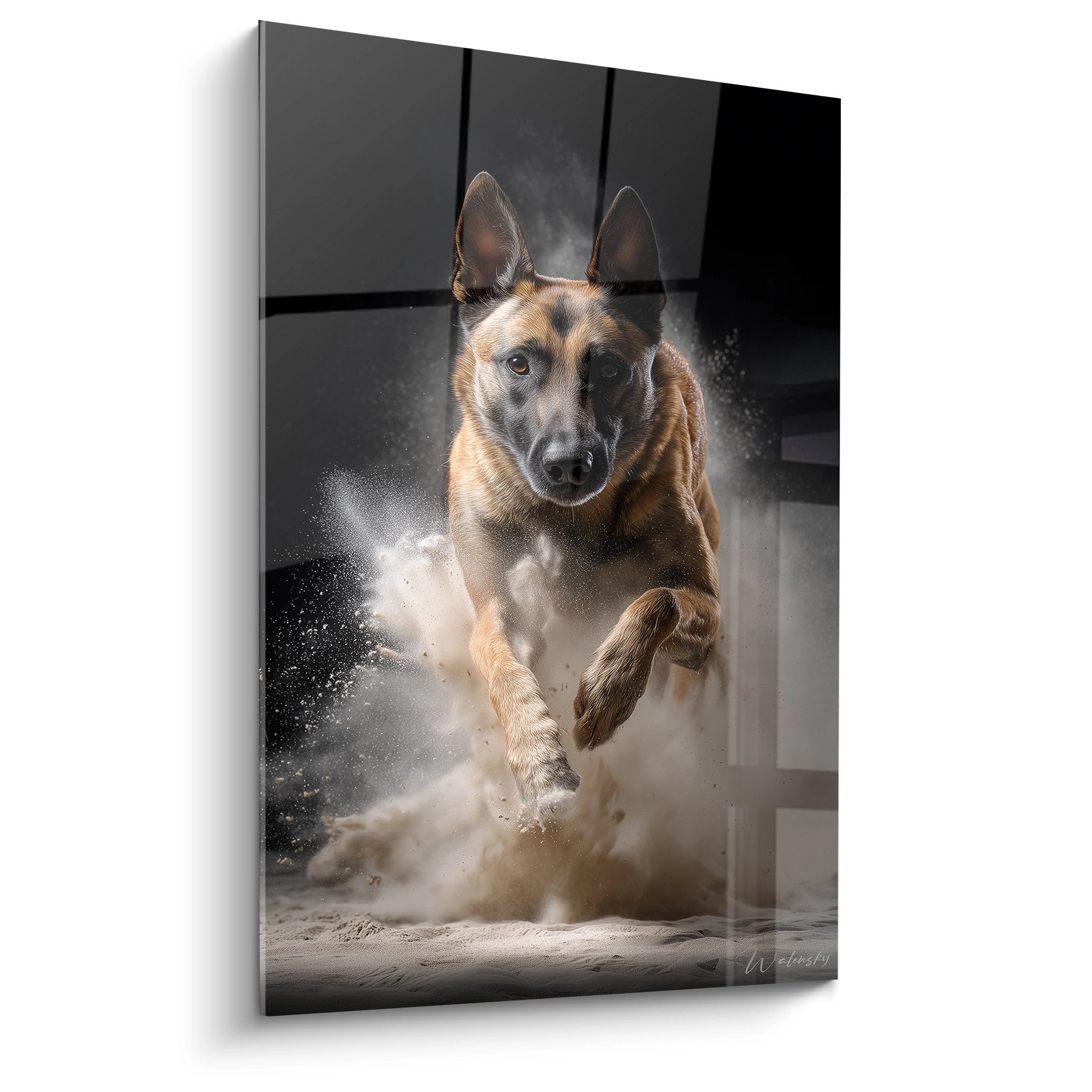 Belgian Malinois Shepherd running at full speed raising a cloud of golden dust against a dark urban background