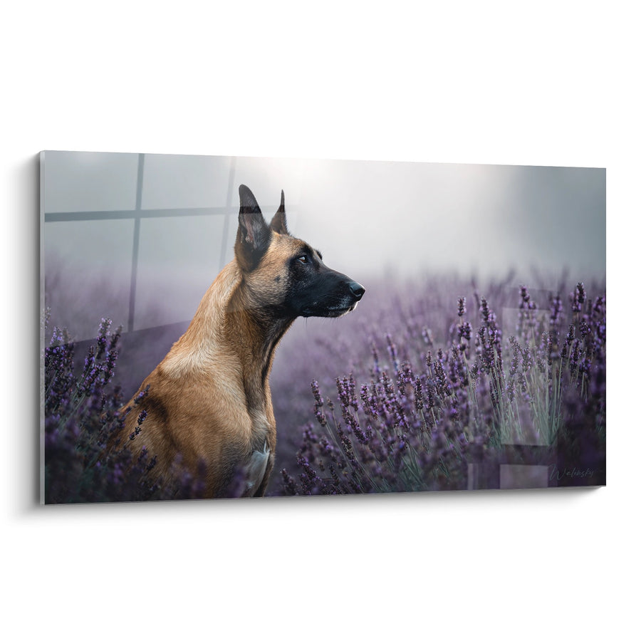 Tableau Berger Belge Malinois dans les Lavandes Violettes - Sérénité Champêtre - Edition Berger Belge Malinois