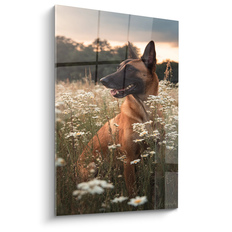Schilderij Belgische Herdershond Malinois in Bloemrijke Weide bij Zonsondergang - Landelijke Rust - Editie Belgische Herdershond