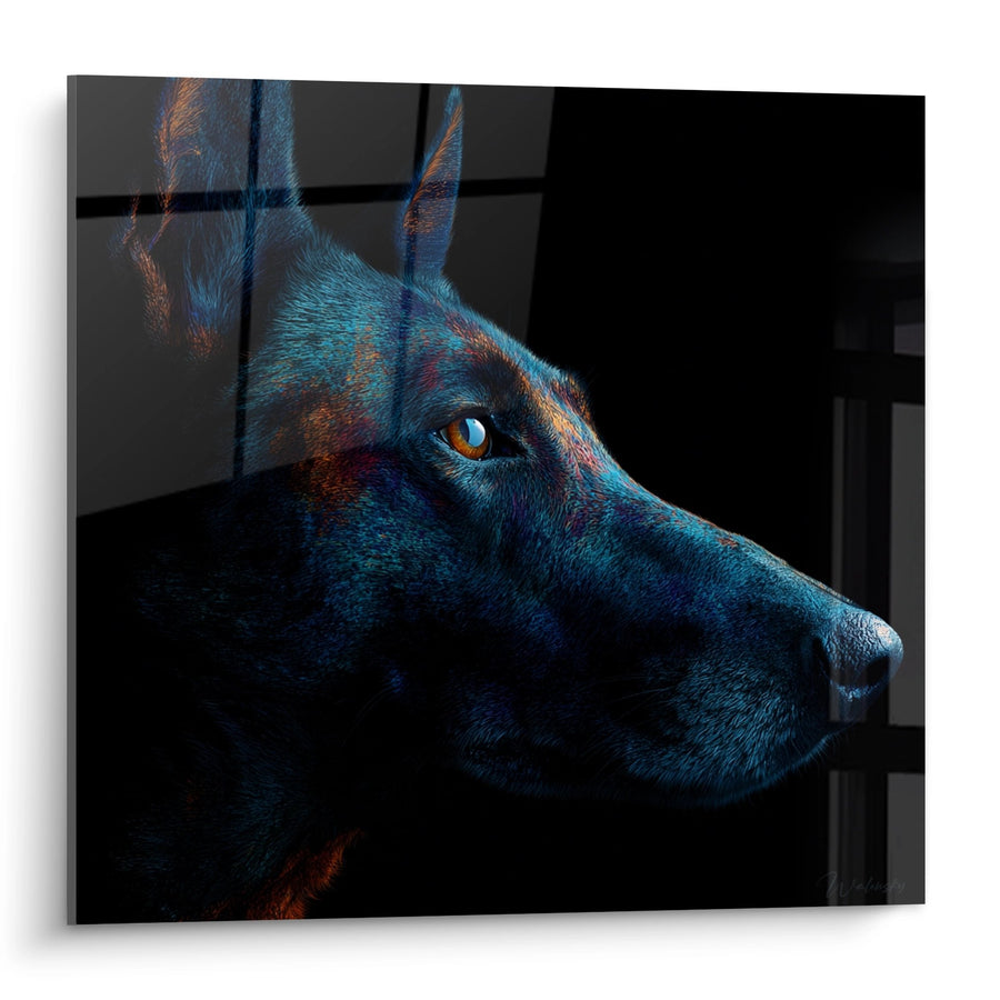 Tableau Berger Belge Malinois aux Reflets Bleus et Cuivrés - Regard Intense - Edition Berger Belge Malinois