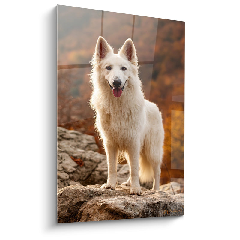 Tableau Berger Blanc Suisse Doré au Soleil Couchant - Majesté Lumineuse - Edition Berger Blanc Suisse