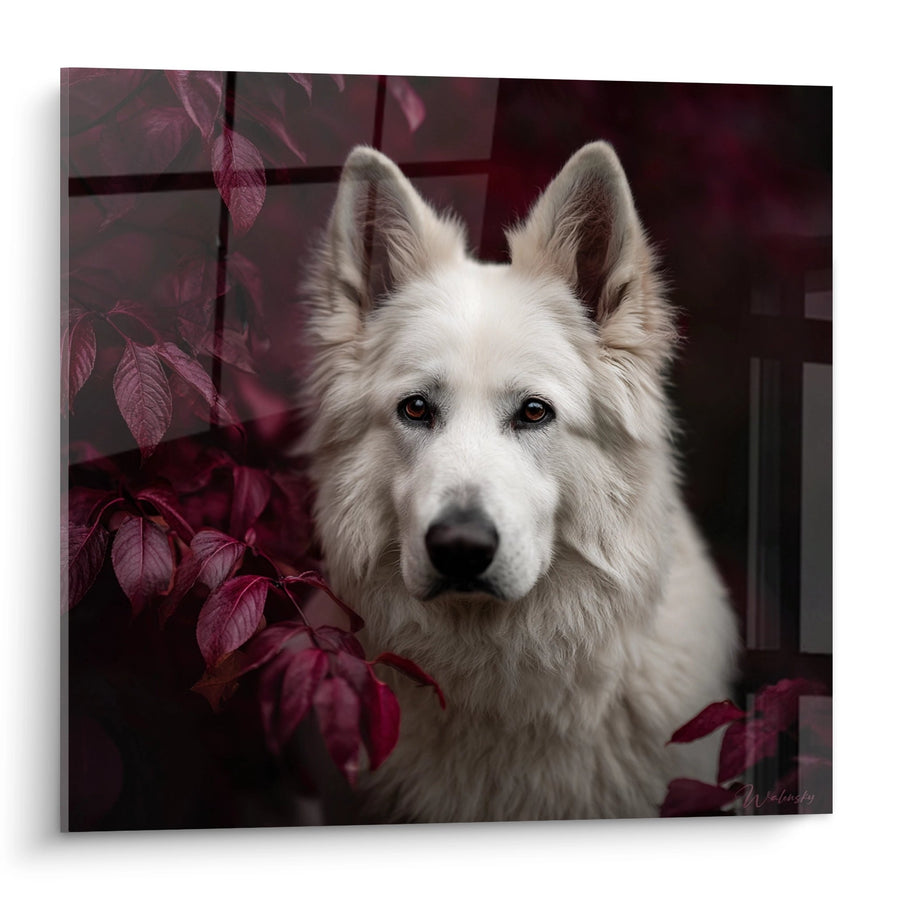 Tableau Berger Blanc Suisse aux Feuillages Pourpres - Portrait Automnal - Edition Berger Blanc Suisse