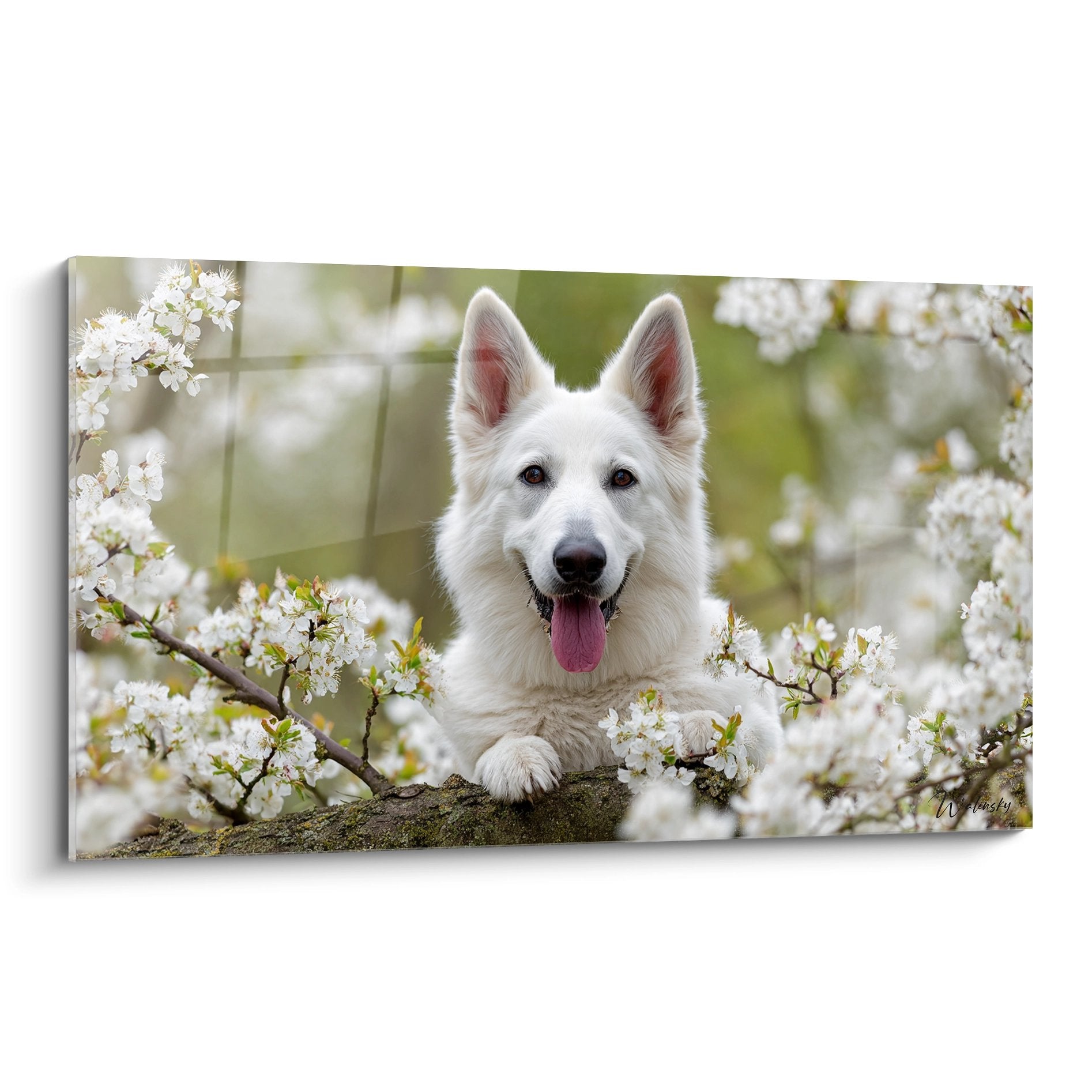 berger blanc suisse souriant entoure fleurs cerisier blanches tableau art canin nature printaniere
