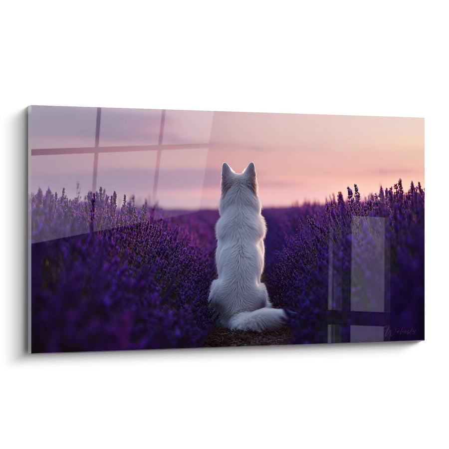 Tableau Berger Blanc Suisse Contemplant un Champ de Lavande au Coucher du Soleil - Sérénité Violette - Edition Berger Blanc Suisse