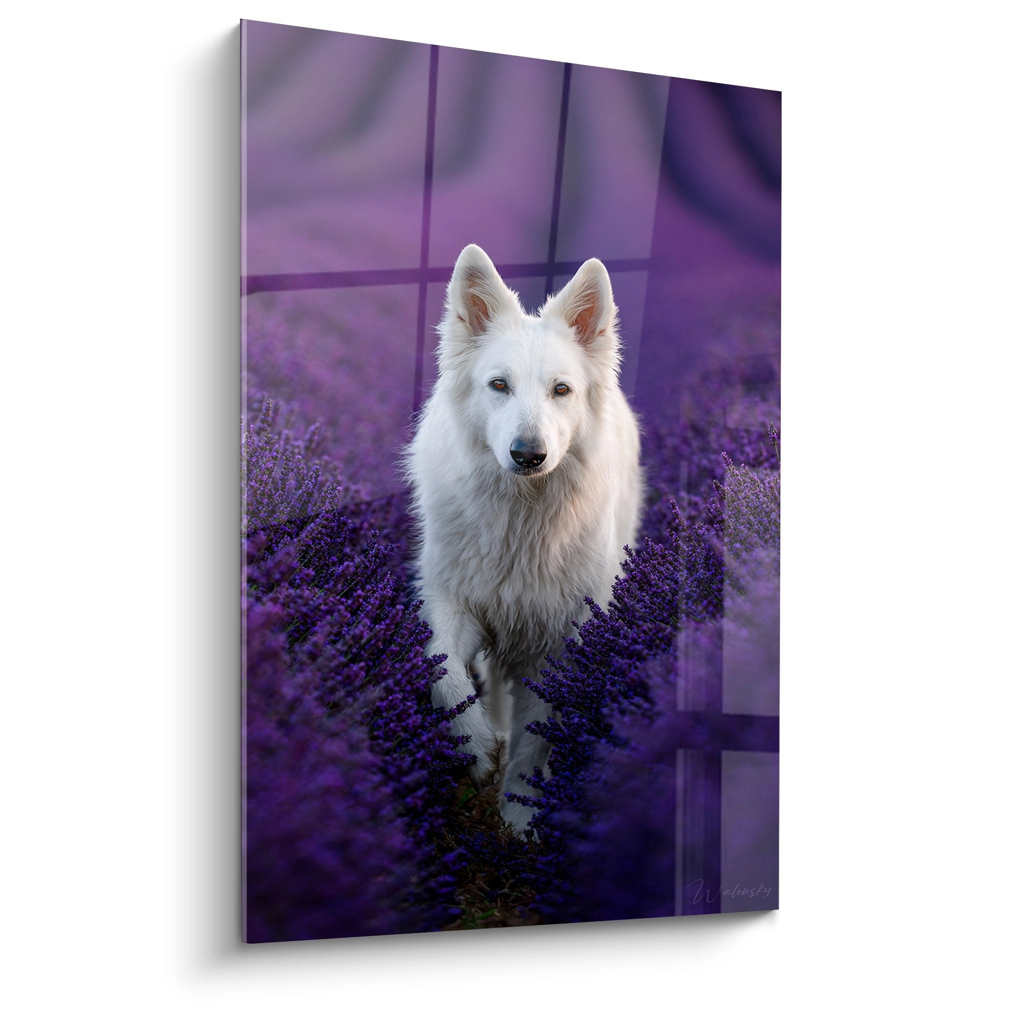 berger blanc suisse assis dans champ lavandes violettes regard serein tableau art mural