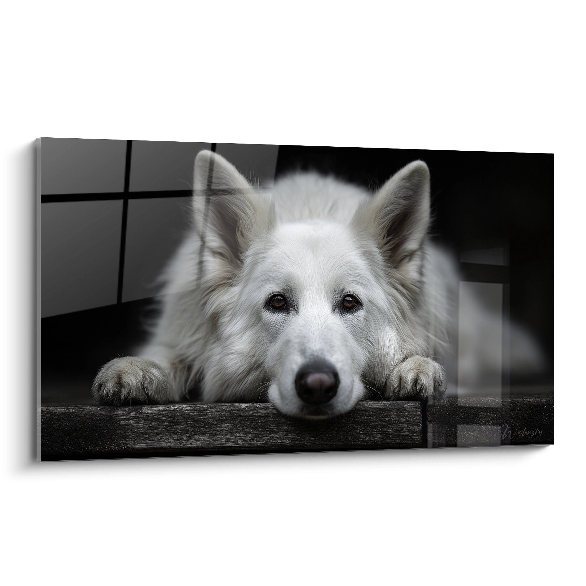 Berger Blanc Suisse au regard melancolique pose sur barre horizontale photographie noir et blanc artistique