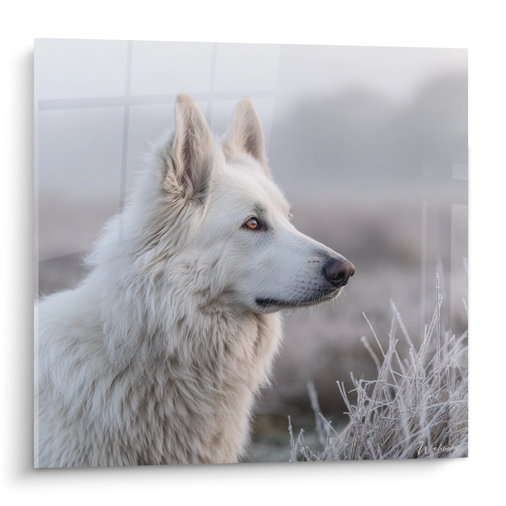 Portrait profil Berger Blanc Suisse regard contemplatif pelage blanc reflets dores fond brumeux herbes seches