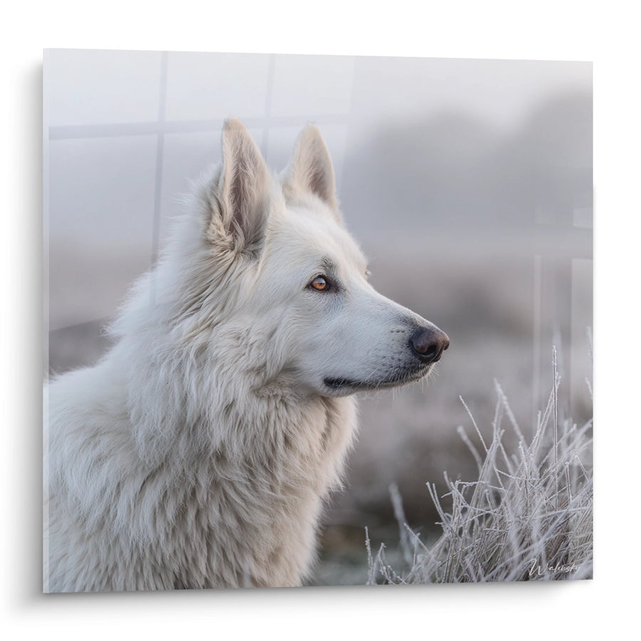 Tableau Berger Blanc Suisse Profil Regard Perdu - Noblesse Arctique - Edition Berger Blanc Suisse
