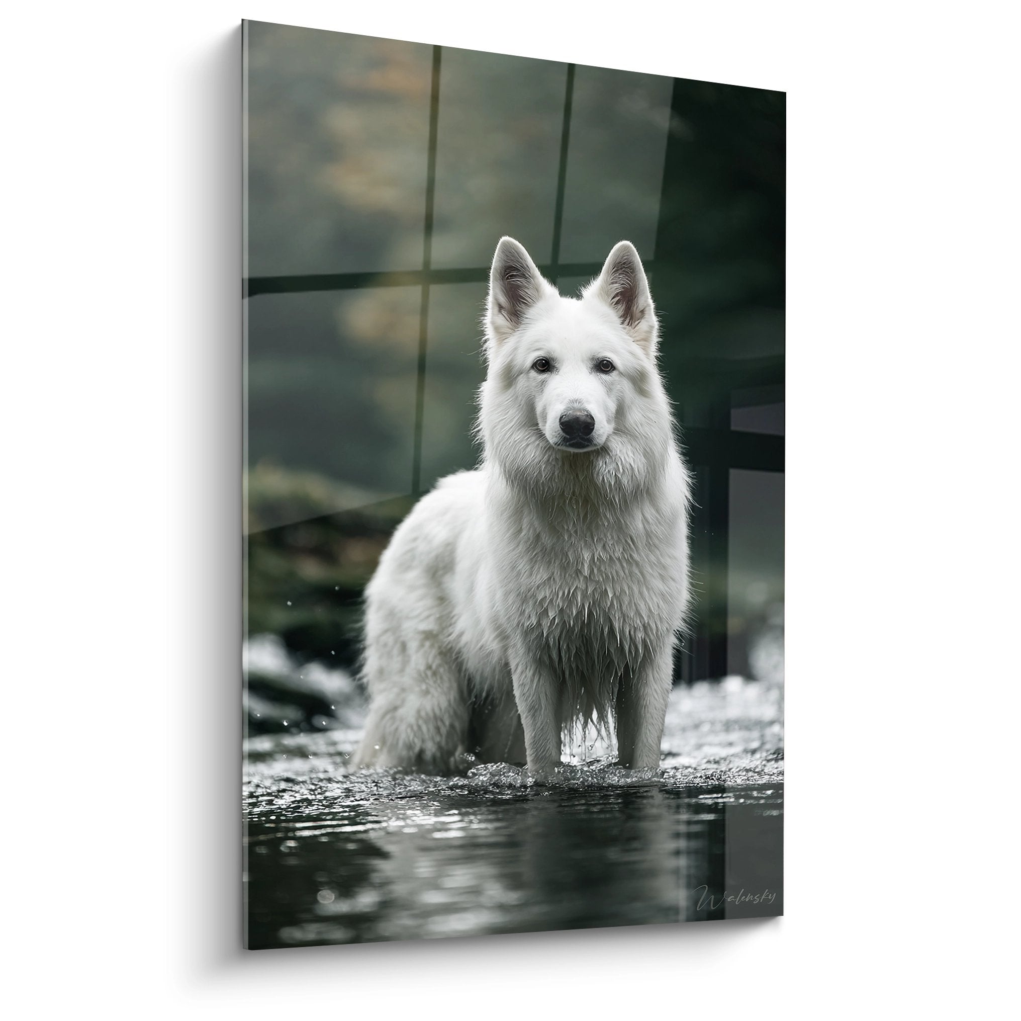 Portrait artistique Berger Blanc Suisse assis au bord de l'eau avec reflets naturels - tableau mural