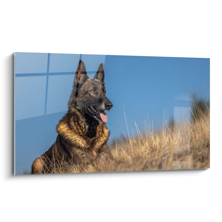 Tableau Berger Hollandais au Regard Perçant dans la Nature - Portrait Canin Majestueux - Edition Berger Hollandais