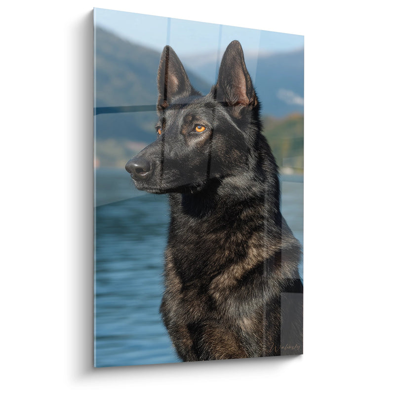 Dark Dutch Shepherd Portrait with Golden Gaze - Noble Portrait by the Water - Dutch Shepherd Edition