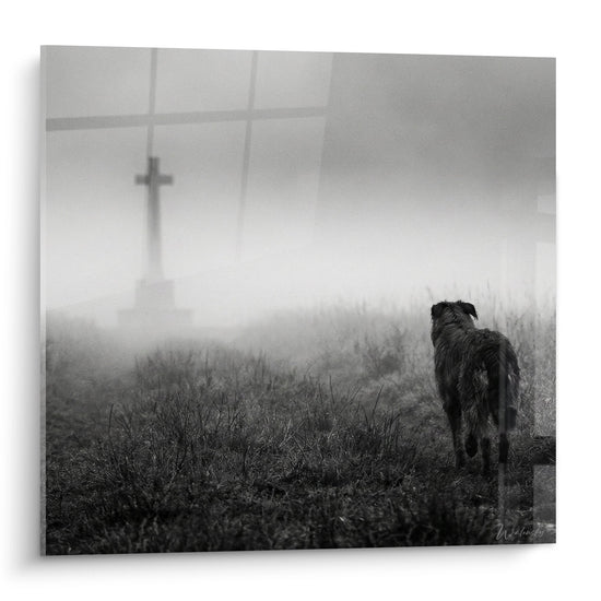 Pastore Picard che contempla una croce nella nebbia mattutina, fotografia in bianco e nero malincolica