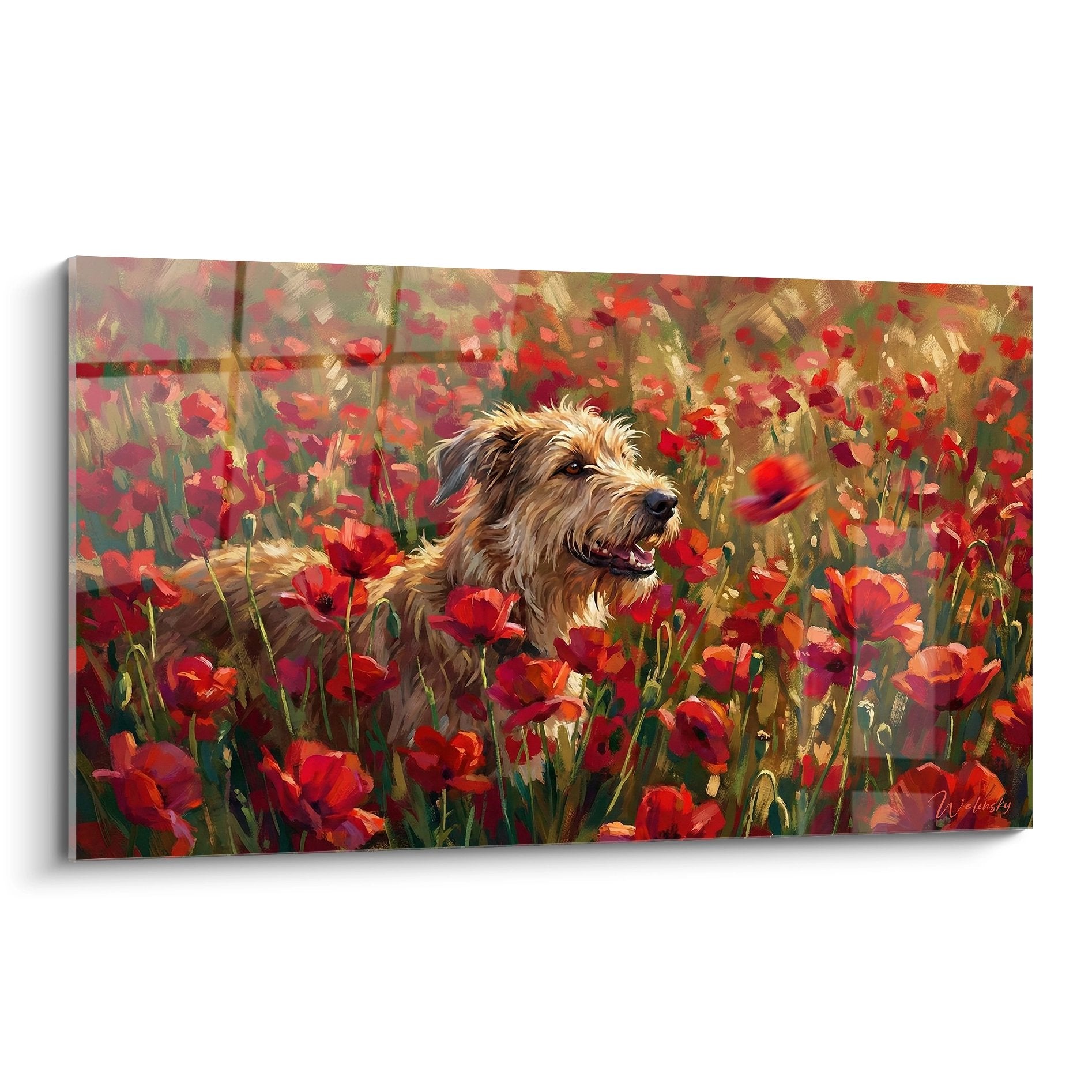 Berger Picard joyeux dans un champ de coquelicots rouges, peinture impressionniste chaleureuse et expressive