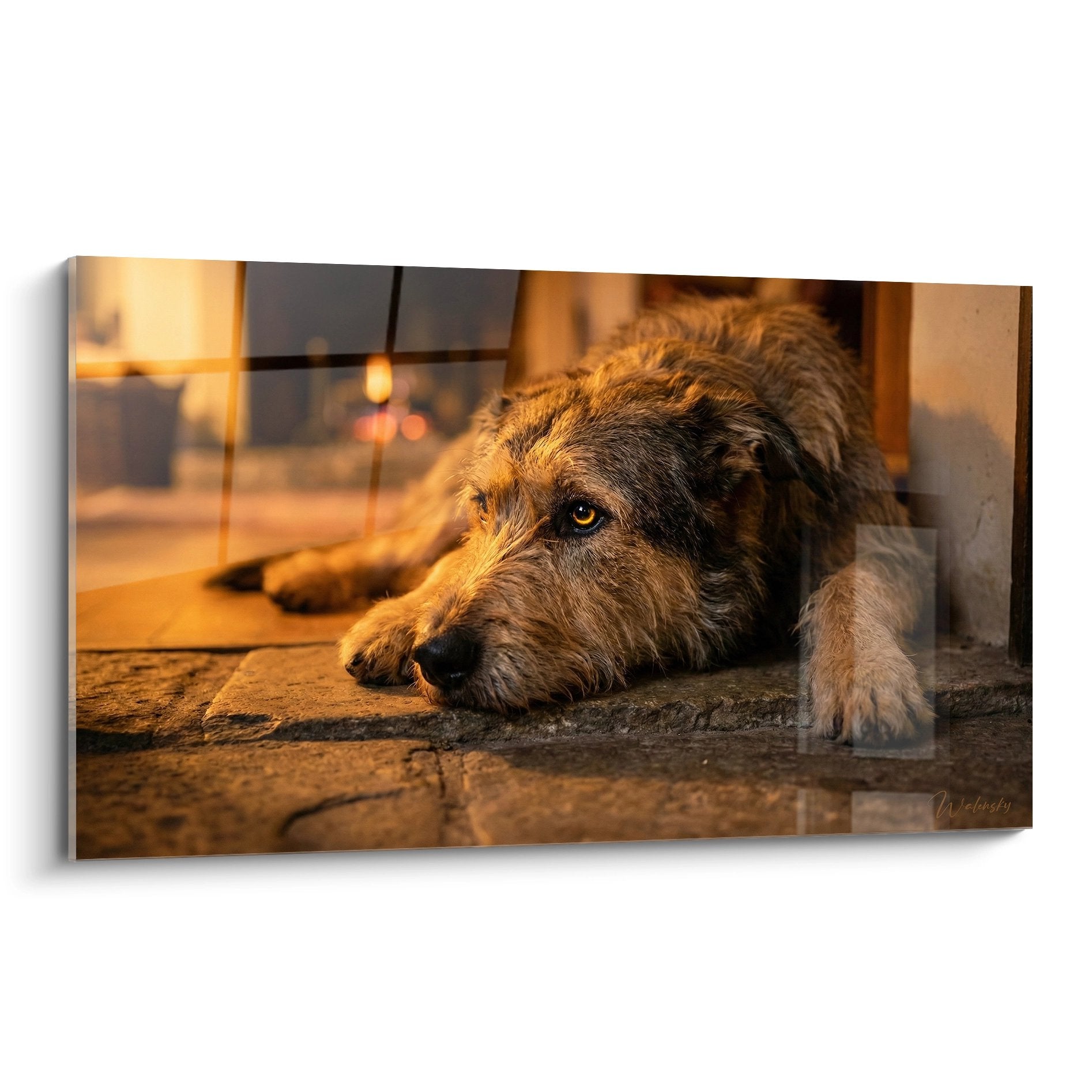 Berger Picard couché sur dallage pierre, pelage doré éclairé chaleureusement, regard contemplatif ambiance cosy