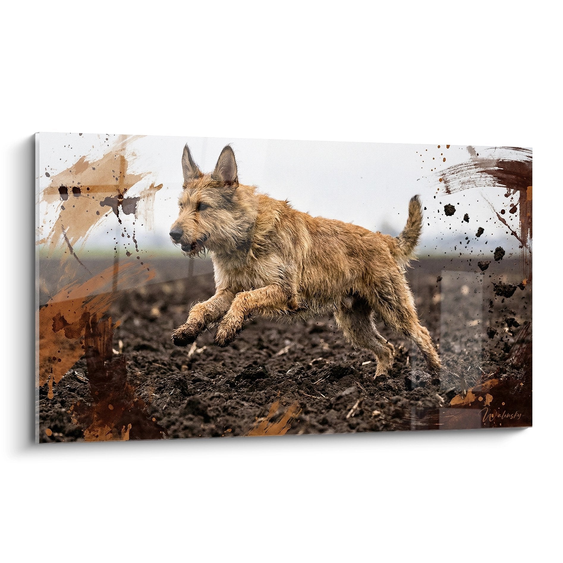 Berger Picard fauve bondissant sur terrain rocailleux avec eclaboussures artistiques ocre et beige