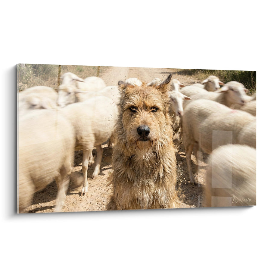 Tableau Chien Berger Picard au Regard Intense parmi un Troupeau - Gardien Fidèle - Edition Berger Picard